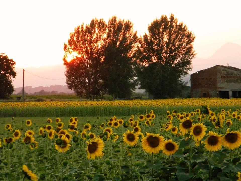 Agriturismo Settepassi Tuscany Ponte Buggianese Exteriör bild